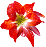 FLOR-ROJA